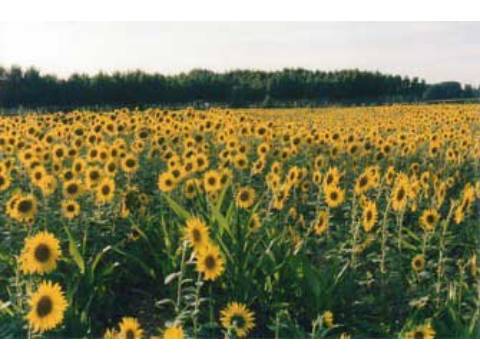 girasoles_2